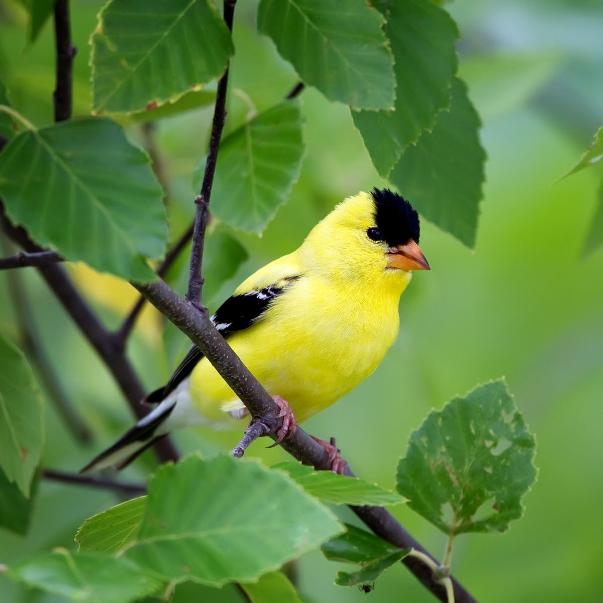 Symbolism & Spiritual Meanings Of Seeing A Yellow Bird