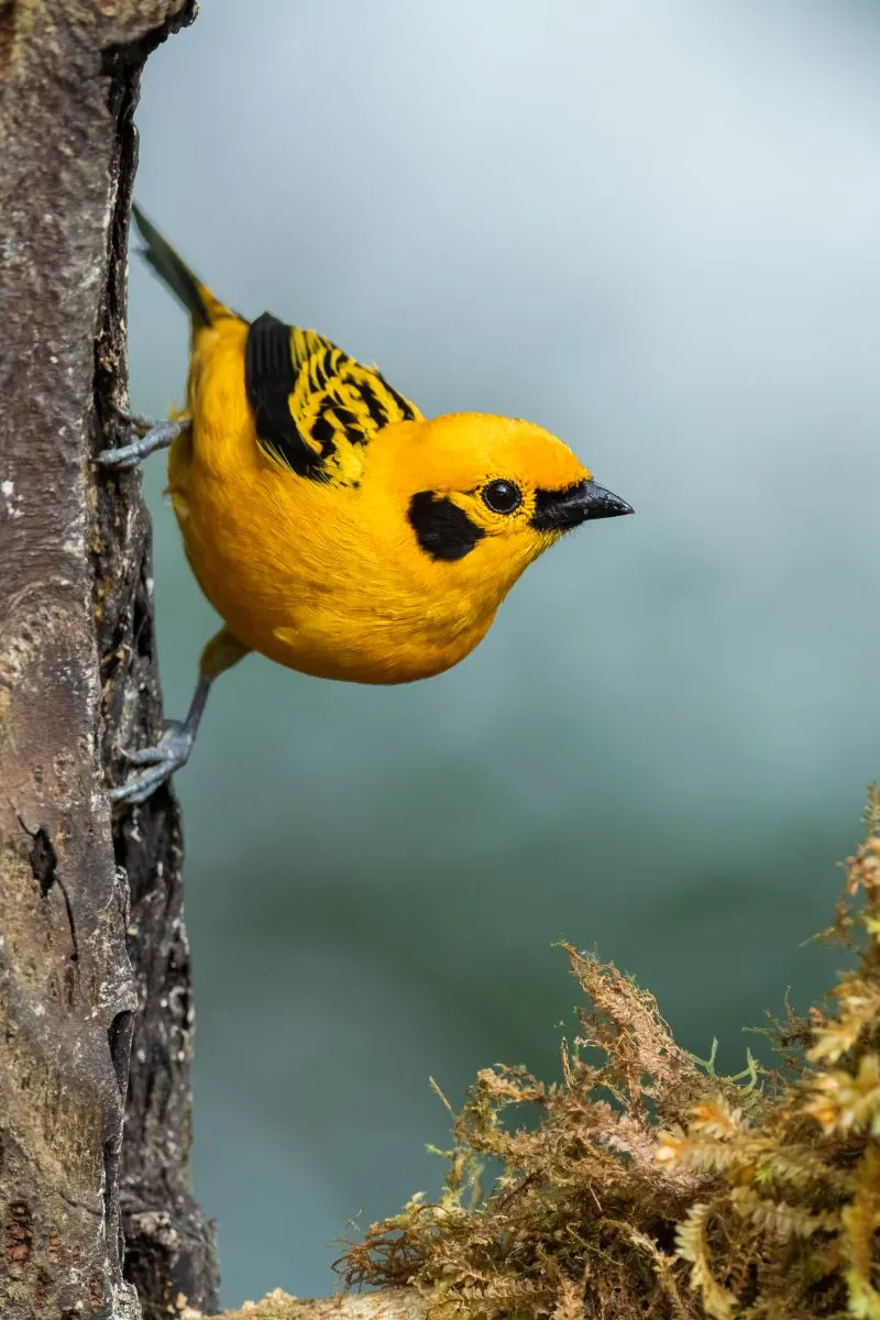 Symbolism & Spiritual Meanings Of Seeing A Yellow Bird