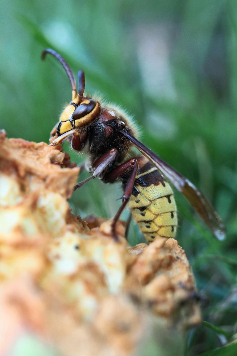 The Wasp as a Spirit Animal - The Spiritual Symbolism of the Wasp