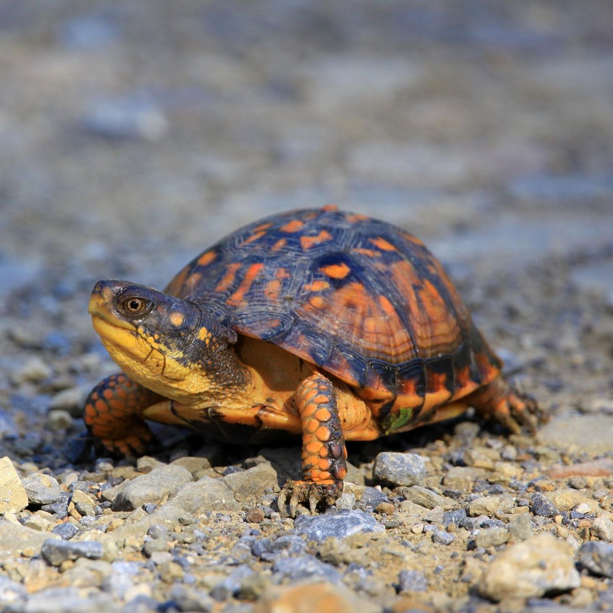 Turtle Spirit Animal - Symbolism