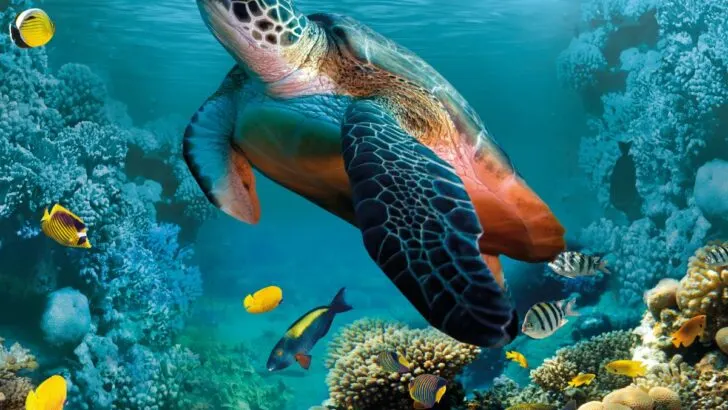 Turtle Spirit Animal - Symbolism and Spiritual Meaning