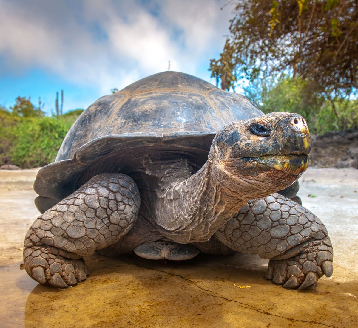 Turtle Spirit Animal - Symbolism and Spiritual Meaning