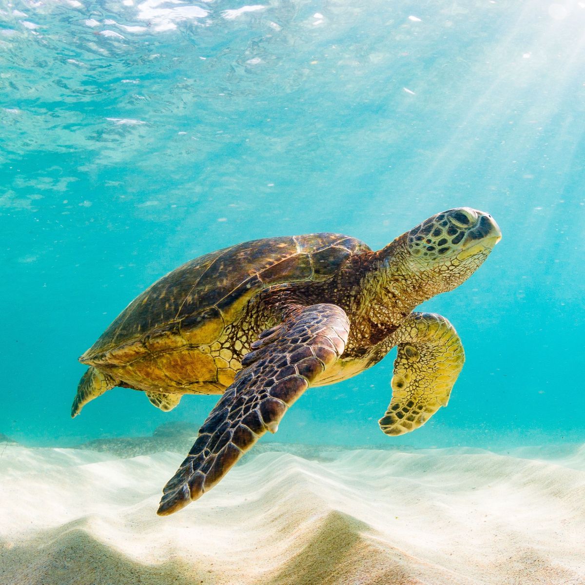 Turtle Spirit Animal - Symbolism and Spiritual Meaning