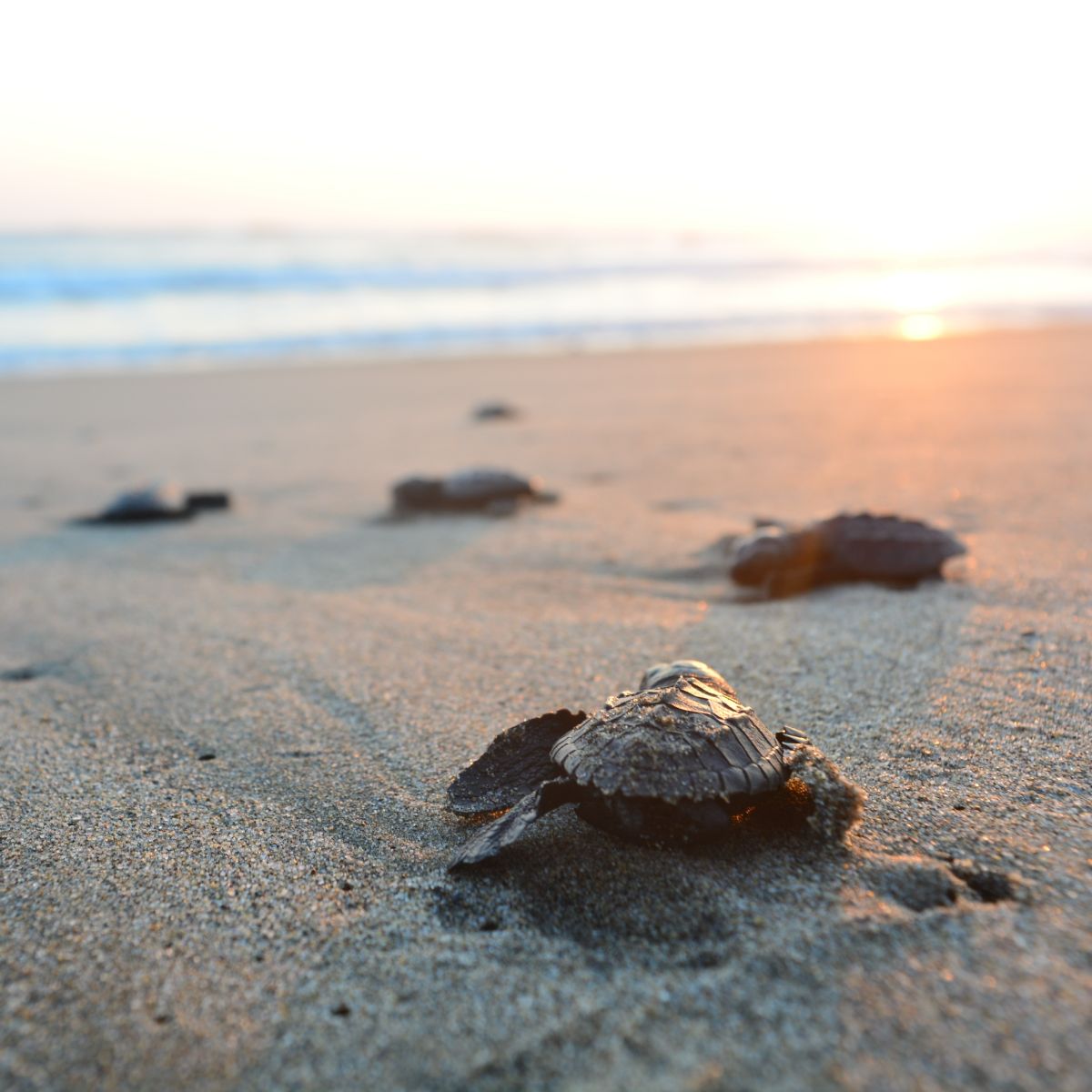 Turtle Spirit Animal - Symbolism and Spiritual Meaning